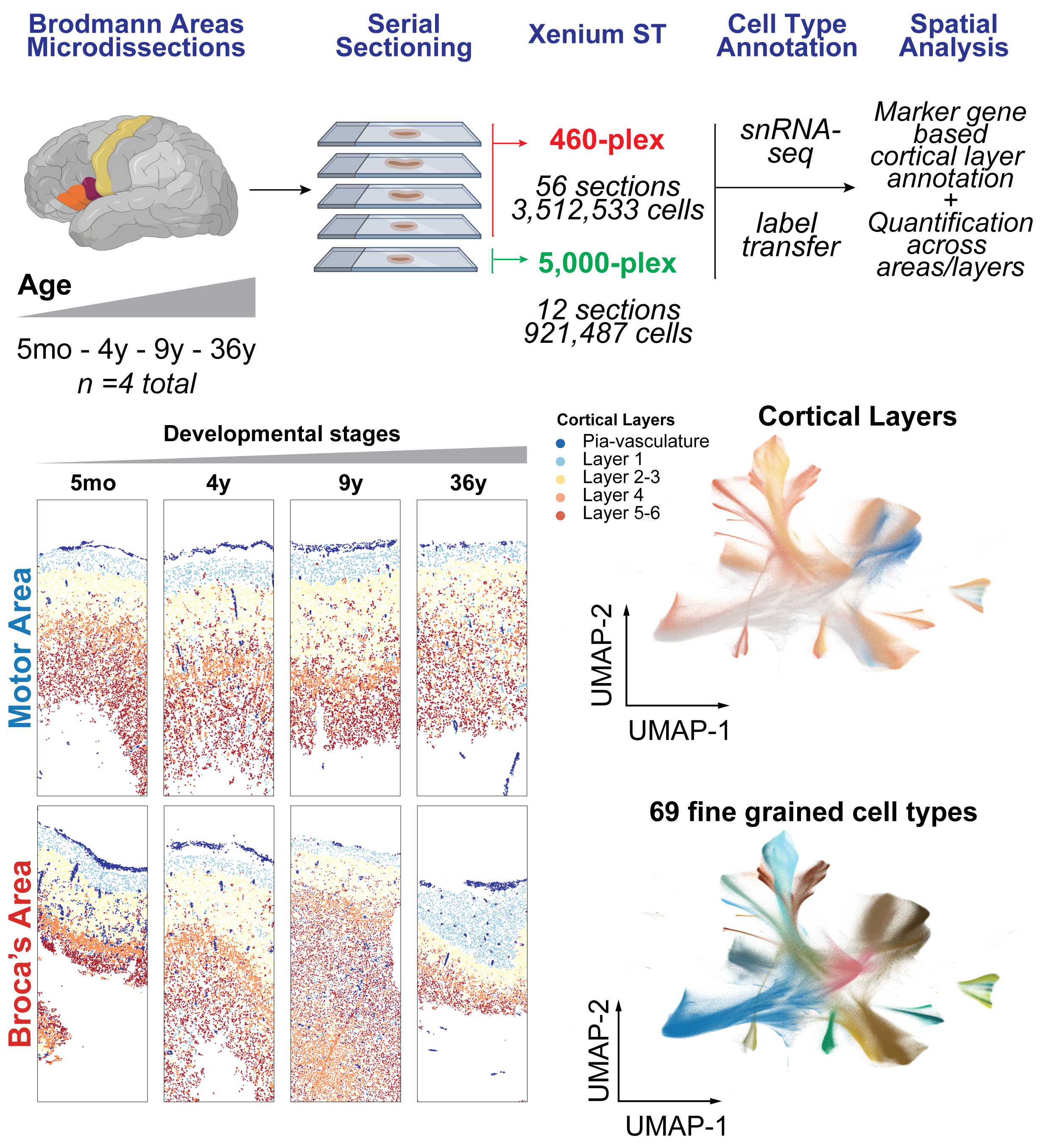 Study design: Brodmann-area microdissections of motor and Broca's area serially sectioned and profiled with 460-plex and 5,000-plex Xenium spatial transcriptomics across four developmental stages, annotated by snRNA-seq label transfer into 69 fine-grained cell types and five cortical layers.